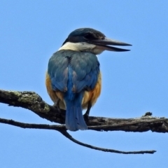 Todiramphus sanctus at Tennent, ACT - 19 Dec 2018