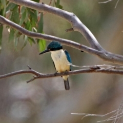 Todiramphus sanctus at Tennent, ACT - 19 Dec 2018