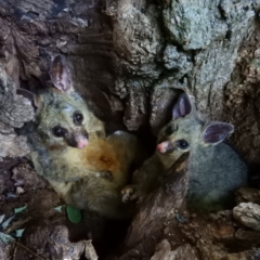 Trichosurus vulpecula (Common Brushtail Possum) at Mount Ainslie to Black Mountain - 19 Dec 2018 by MatthewFrawley