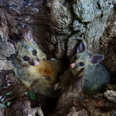 Trichosurus vulpecula (Common Brushtail Possum) at Parkes, ACT - 19 Dec 2018 by MatthewFrawley