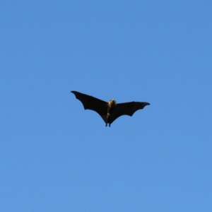 Pteropus poliocephalus at Parkes, ACT - 19 Dec 2018 06:41 PM