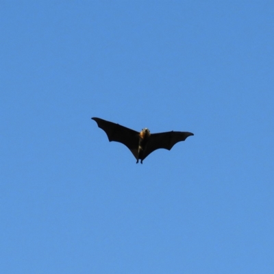 Pteropus poliocephalus (Grey-headed Flying-fox) at Parkes, ACT - 19 Dec 2018 by MatthewFrawley