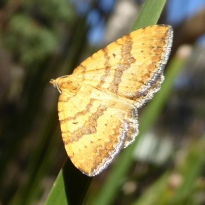 Chrysolarentia correlata (Yellow Carpet) at Cotter River, ACT - 19 Dec 2018 by Christine