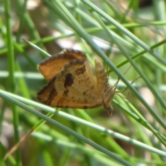 Chrysolarentia correlata at Cotter River, ACT - 20 Dec 2018