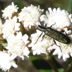 Eleale aspera (Clerid beetle) at Cotter River, ACT - 20 Dec 2018 by Christine