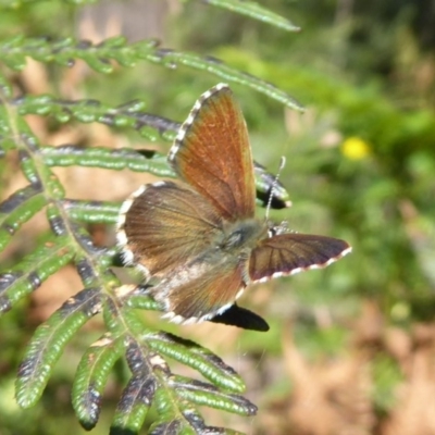 Neolucia agricola (Fringed Heath-blue) at Cotter River, ACT - 20 Dec 2018 by Christine