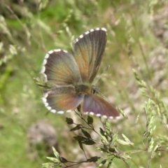 Neolucia agricola at Cotter River, ACT - 20 Dec 2018