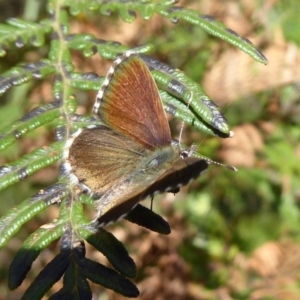 Neolucia agricola at Cotter River, ACT - 20 Dec 2018 09:11 AM