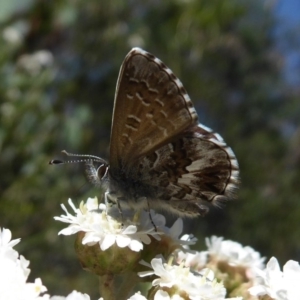 Neolucia agricola at Cotter River, ACT - 20 Dec 2018 09:11 AM