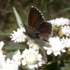 Neolucia agricola at Cotter River, ACT - 20 Dec 2018 09:11 AM