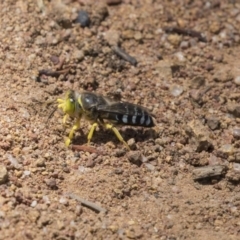 Bembix sp. (genus) (Unidentified Bembix sand wasp) at The Pinnacle - 20 Dec 2018 by AlisonMilton