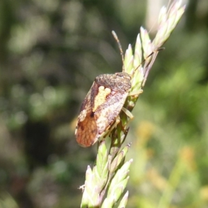 Pentatomoidea (superfamily) at Cotter River, ACT - 20 Dec 2018 09:14 AM