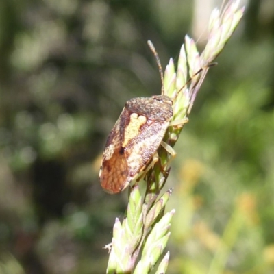 Pentatomoidea (superfamily) (Unidentified Shield or Stink bug) at Cotter River, ACT - 19 Dec 2018 by Christine