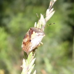 Pentatomoidea (superfamily) at Cotter River, ACT - 20 Dec 2018 09:14 AM