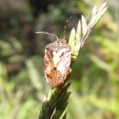 Pentatomoidea (superfamily) at Cotter River, ACT - 20 Dec 2018 09:14 AM