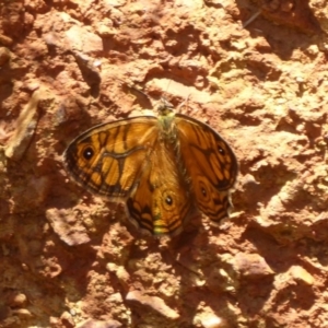 Geitoneura acantha at Cotter River, ACT - 20 Dec 2018 10:36 AM