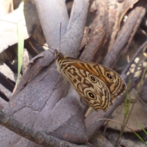 Geitoneura acantha at Cotter River, ACT - 20 Dec 2018 10:36 AM