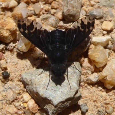 Anthrax sp. (genus) (Unidentified Anthrax bee fly) at Cotter River, ACT - 20 Dec 2018 by Christine