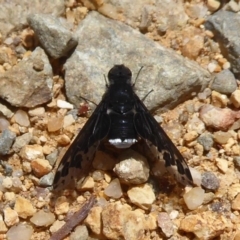 Anthrax sp. (genus) at Cotter River, ACT - 20 Dec 2018 10:43 AM