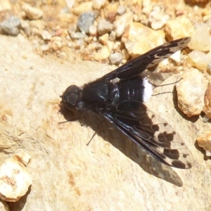 Anthrax sp. (genus) at Cotter River, ACT - 20 Dec 2018 10:43 AM