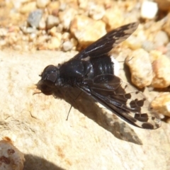 Anthrax sp. (genus) at Cotter River, ACT - 20 Dec 2018 10:43 AM