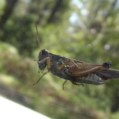 Phaulacridium vittatum (Wingless Grasshopper) at Cotter River, ACT - 20 Dec 2018 by Christine