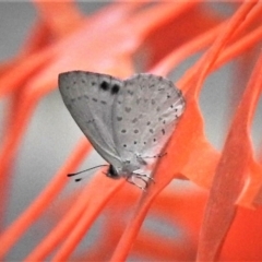 Erina hyacinthina (Varied Dusky-blue) at Point 4999 - 17 Dec 2018 by JohnBundock