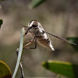 Trichophthalma sp. (genus) at Hackett, ACT - 17 Dec 2018 12:59 PM