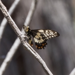 Papilio anactus (Dainty Swallowtail) at The Pinnacle - 20 Dec 2018 by Alison Milton