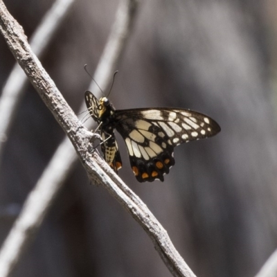 Papilio anactus (Dainty Swallowtail) at The Pinnacle - 20 Dec 2018 by AlisonMilton