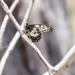 Papilio anactus at The Pinnacle - 20 Dec 2018