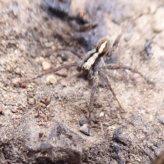 Artoria sp. (genus) at Cotter River, ACT - 20 Dec 2018 12:28 PM