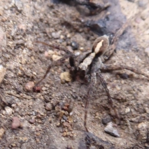 Artoria sp. (genus) at Cotter River, ACT - 20 Dec 2018 12:28 PM