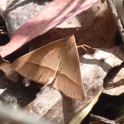 Epidesmia chilonaria (Golden-winged Epidesmia) at Cotter River, ACT - 20 Dec 2018 by Christine