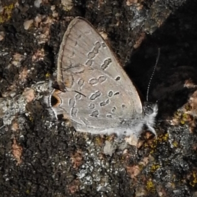 Acrodipsas aurata (Golden Ant-blue) at Cook, ACT - 17 Dec 2018 by JohnBundock