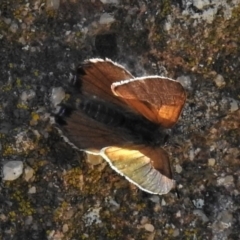 Acrodipsas aurata at Cook, ACT - 17 Dec 2018