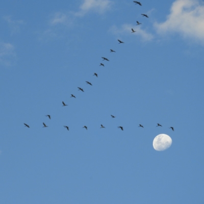 Threskiornis molucca (Australian White Ibis) at Canberra, ACT - 19 Dec 2018 by MatthewFrawley