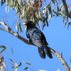 Eudynamys orientalis (Pacific Koel) at Kambah, ACT - 19 Dec 2018 by MatthewFrawley