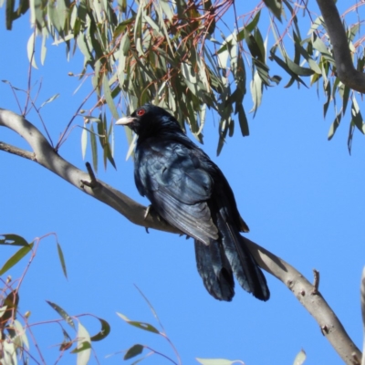 Eudynamys orientalis (Pacific Koel) at Kambah, ACT - 20 Dec 2018 by MatthewFrawley