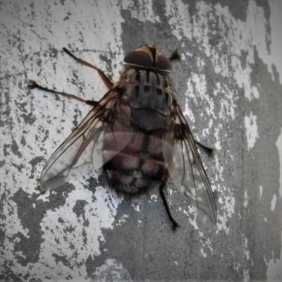 Rutilia (Rutilia) sp. (genus & subgenus) (Bristle fly) at Dunlop, ACT - 17 Dec 2018 by JohnBundock