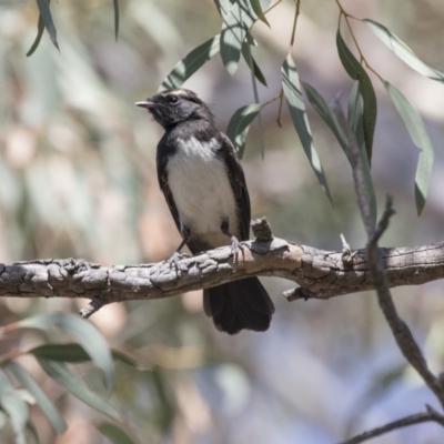 Rhipidura leucophrys (Willie Wagtail) at Weetangera, ACT - 20 Dec 2018 by AlisonMilton