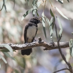 Rhipidura leucophrys at Weetangera, ACT - 20 Dec 2018