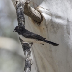 Rhipidura leucophrys at Weetangera, ACT - 20 Dec 2018