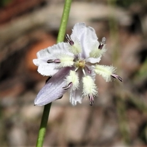 Arthropodium milleflorum at Cotter River, ACT - 18 Dec 2018 12:10 PM