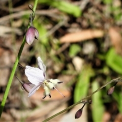 Arthropodium milleflorum at Cotter River, ACT - 18 Dec 2018 12:10 PM