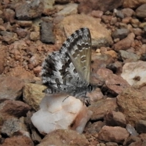 Neolucia hobartensis at Cotter River, ACT - 18 Dec 2018