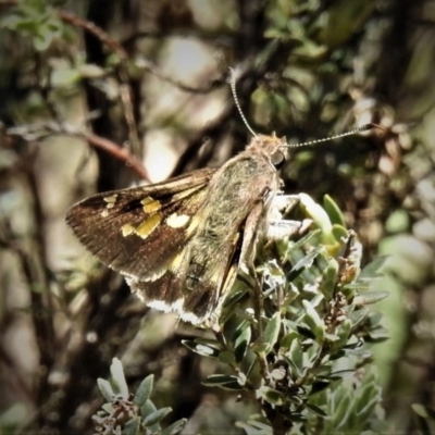 Trapezites phigalioides (Montane Ochre) at Bimberi Nature Reserve - 18 Dec 2018 by JohnBundock