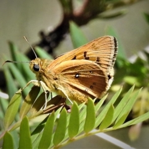 Trapezites eliena at Cotter River, ACT - 18 Dec 2018