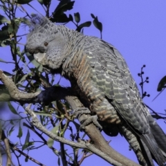 Callocephalon fimbriatum at Deakin, ACT - 17 Dec 2018