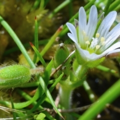 Cerastium vulgare at Bolaro, NSW - 28 Nov 2017 11:18 AM